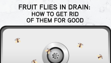 How to rid fruit flies in drain
