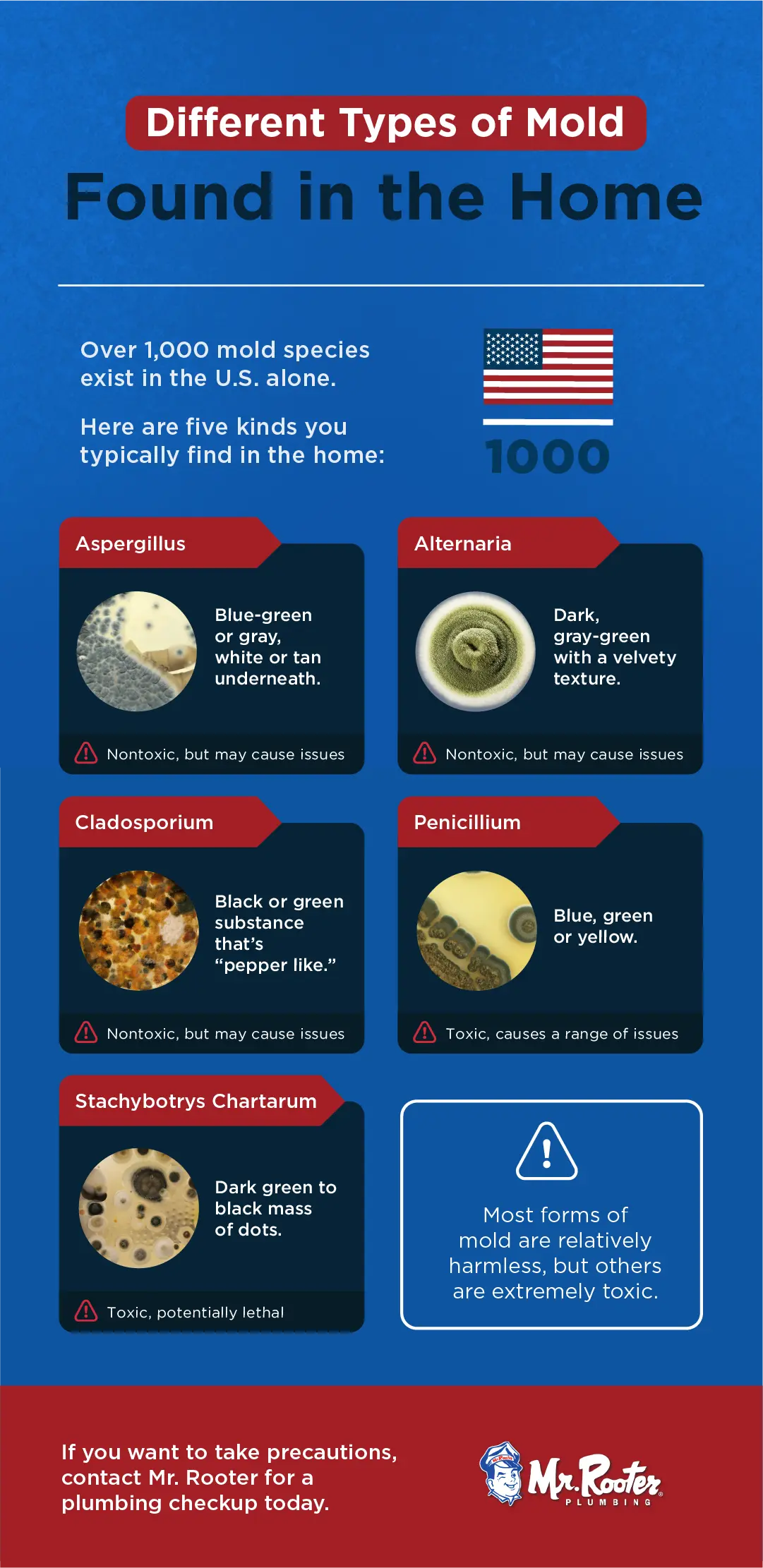 different types of mold found in the home different types of mold found in the home