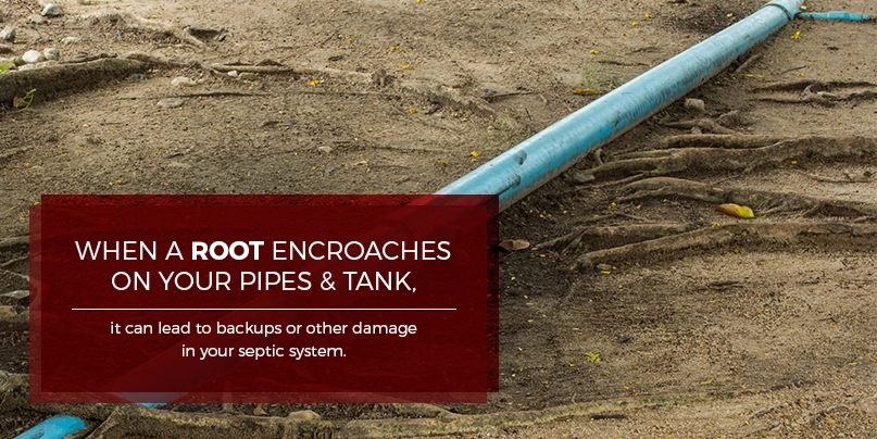 when a root encroaches on your plumbing when a root encroaches on your plumbing
