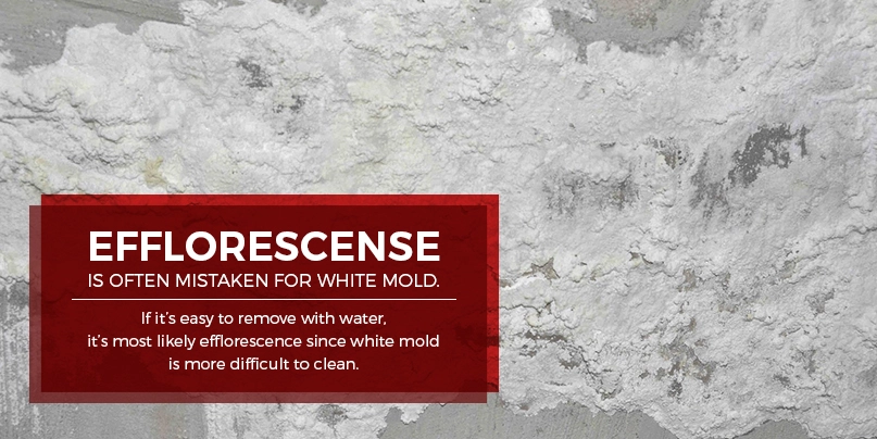 efflorescence is mistaken for mold efflorescence is mistaken for mold